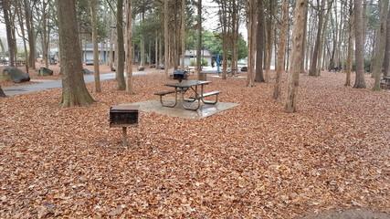 Wooded picnic area in park
