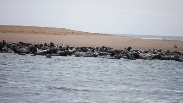 Wild seal at Newburgh beach in Aberdeenshire, Scotland, UK
