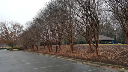 Winter trees in parking lot