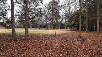 Winter trees and leaves