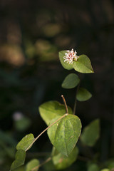 A flower of Pertya scandens (species of aster) 