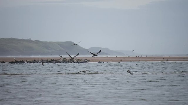 Wild sea birds at Newburgh beach in Aberdeenshire, Scotland, UK
