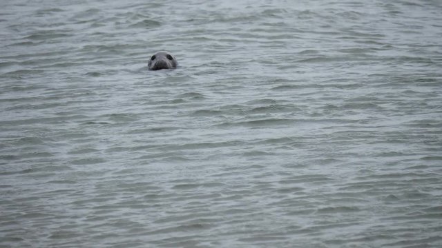 Wild seal in the sea at Newburgh beach in Aberdeenshire, Scotland, UK

