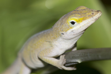 Closeup of garden lizard