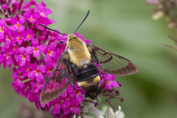 Bee moth on bush