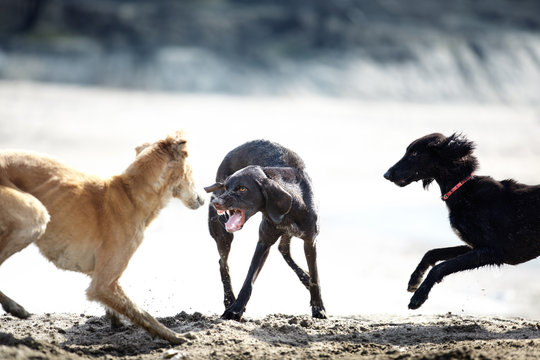Dog fight