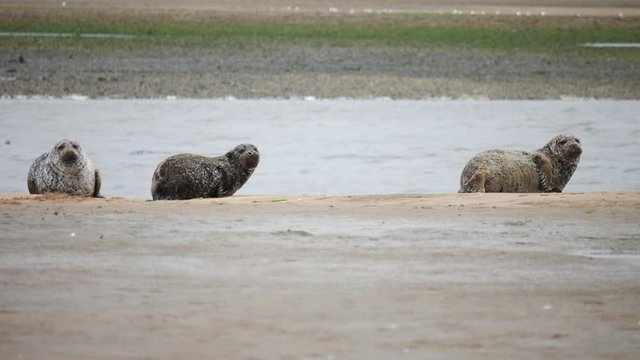 Wild seal at Newburgh beach in Aberdeenshire, Scotland, UK
