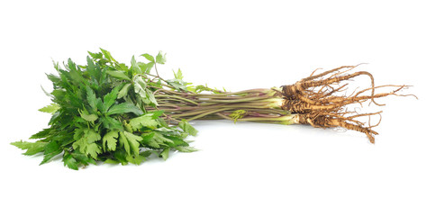 Fresh Ginseng Root on white background.