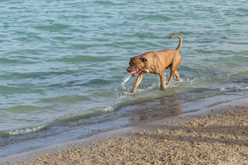 Bullmastiff pit bull mix carrying a white fetch toy along the shore of a sandy dog park beach