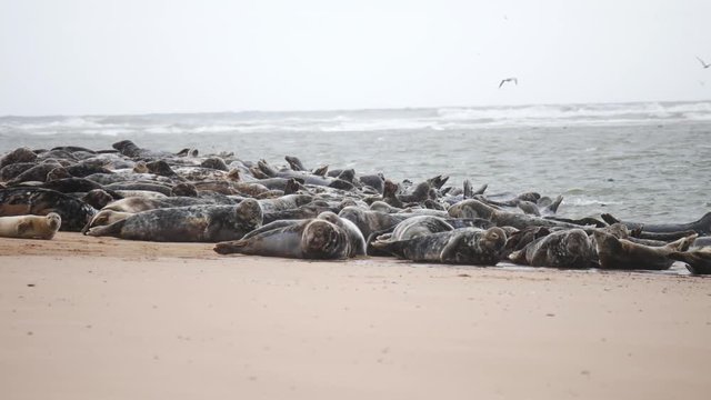 Wild seal at Newburgh beach in Aberdeenshire, Scotland, UK
