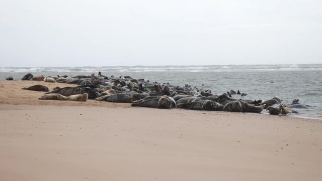 Wild seal at Newburgh beach in Aberdeenshire, Scotland, UK
