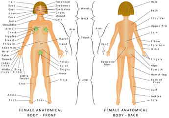 Regions of Female Body. Female body - Front and Back. Female Human Body Parts - Human Anatomy Chart. The anatomical names and corresponding common names are indicated for specific body regions