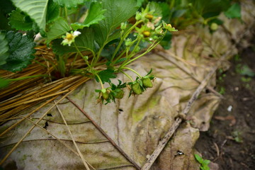 Strawberry farm