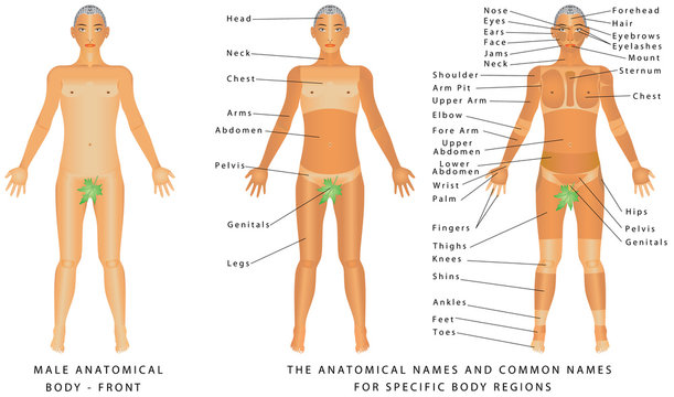 Male body - Front, surface anatomy, human body shapes, anterior view, parts of human body, general anatomy. The anatomical names and corresponding common names are indicated for specific body regions