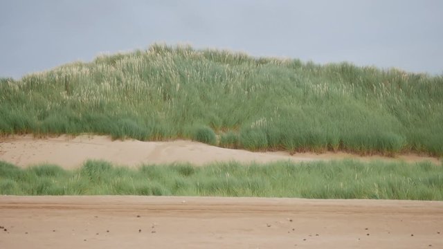 High wind and sand dunes at Newburgh beach in Aberdeenshire, Scotland, UK
