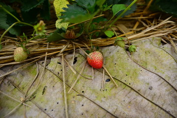 Strawberry farm