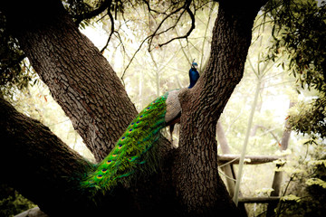 Peacock After a Thunderstorm
