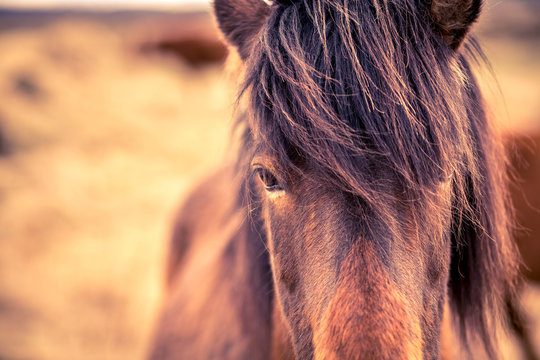 Icelandic Horse Close-Up
