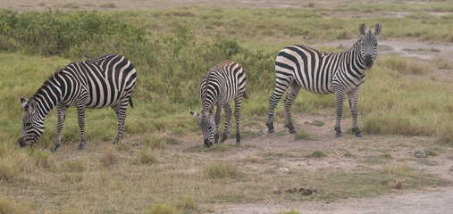 Fototapeta na wymiar Safari Kenya
