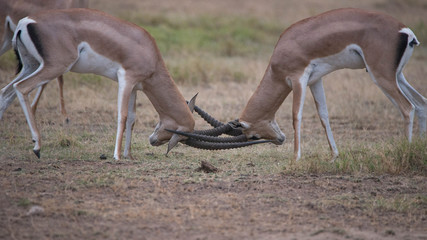 Safari Kenya