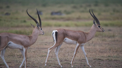 Safari Kenya