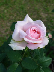 Pink rose  / Lovely pink 