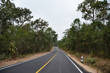 The road to forest