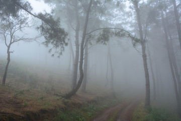 Forrest and fog.