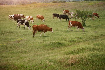 Cows on the green meadow grazing 