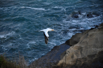 Gannet bird in New Zealand near nests