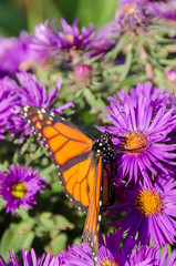 Monarch Butterfly on Purple Aster Flowers in Late Summer, Minnesota, USA