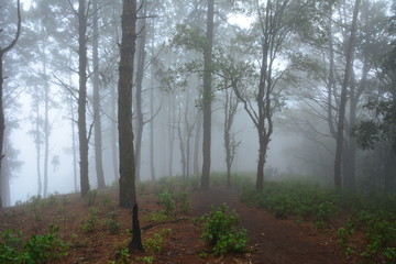 Forrest and fog.