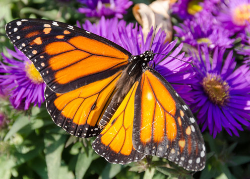 Monarch Butterfly on Purple Aster Flowers in Late Summer, Minnesota, USA