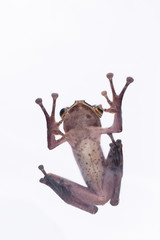 Frog on White Background - macro shot