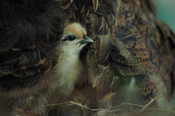 Chicks in the hen's wings.