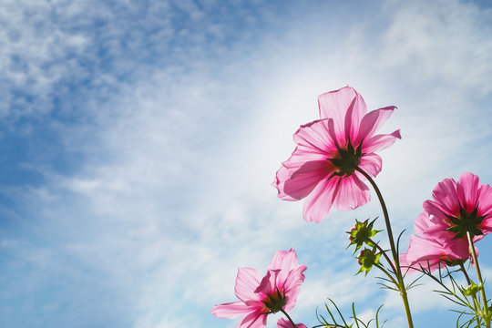 Blossom pink flower on blue sky