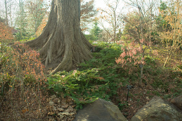Large Tree in Wooded Grove