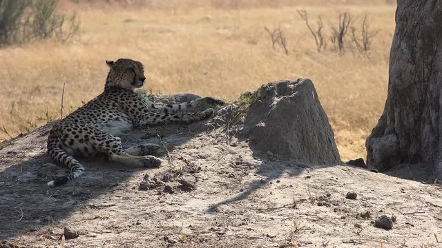 Cheetah (Hwange National Park, Zimbabwe) as 4K detailed footage