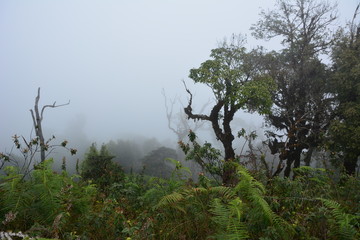 Obraz na płótnie Canvas Forrest and fog.