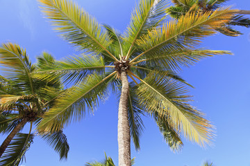 Palm trees at the beach, Dominican Republic
