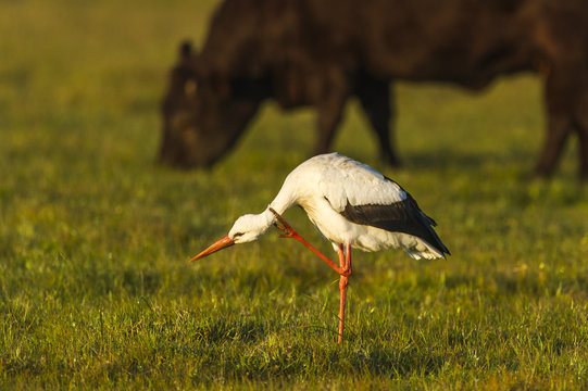 White Stork in a grassy field filled with cattle