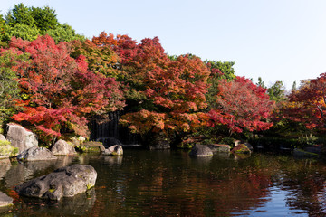 Japanese garden with maple tree
