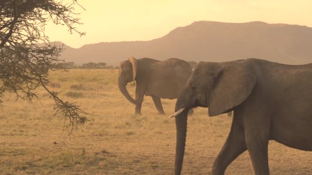 CLOSE UP: Elephant families with babies crossing dusty arid savannah grassland