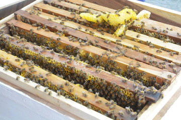 Beekeeping, close up view of the working bees on the honeycomb