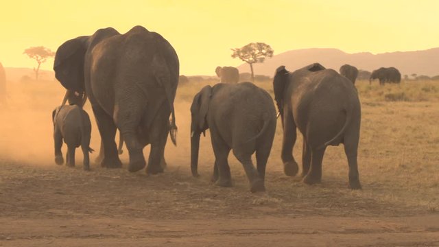 CLOSE UP: Herd of elephants raising dust when roaming through savannah desert