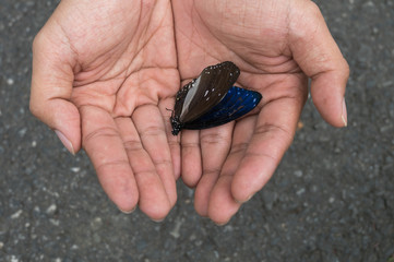 Butterflies on the hand dead