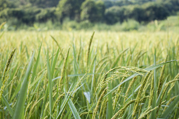 Obraz premium rice spike in Paddy field on autumn