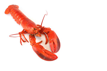 single cooked red lobster isolated on white background