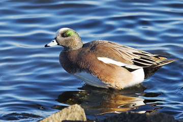 Male American Wigeon
