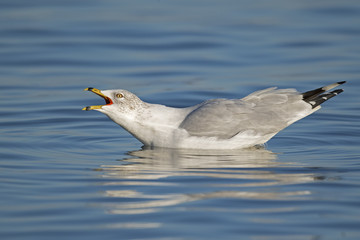Ring-billed Gull